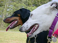 Holly, the Black and Tan Dobe with companion.