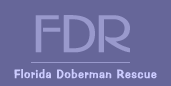 Florida Doberman Resuce